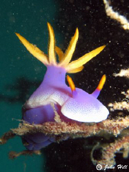 A type of Hypselodoris? Nudibranchia :) by John Hill 